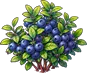 Черника