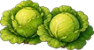 Капуста