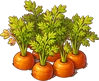 Морковь