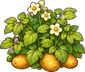 Картофель
